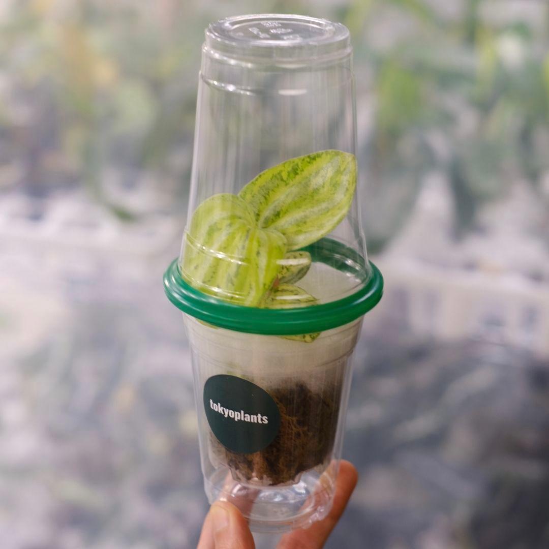 Alocasia cuprea pink var/ アロカシア クプレア ピンク