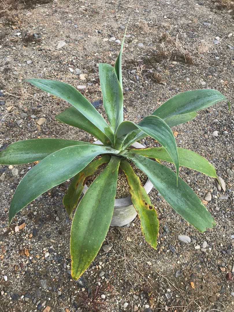 アガベ アテナータ ボーチンブルー　　大株