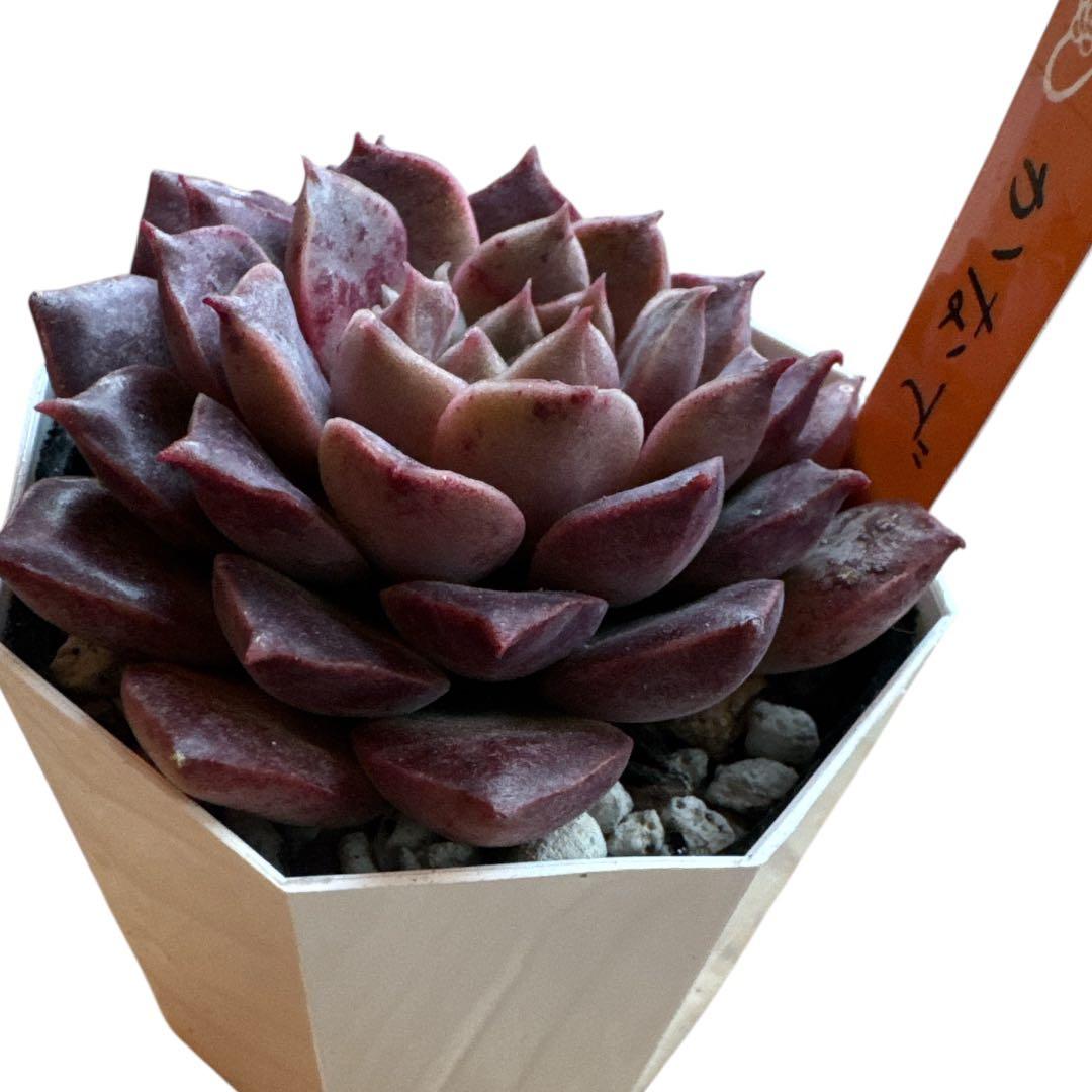 miyaさん苗 命名株 かなで 札付き 希少⑤ - メルカリ