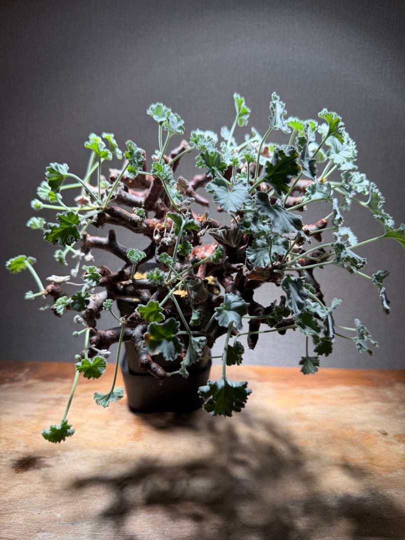 【bon25】ペラルゴニウム ミラビレ