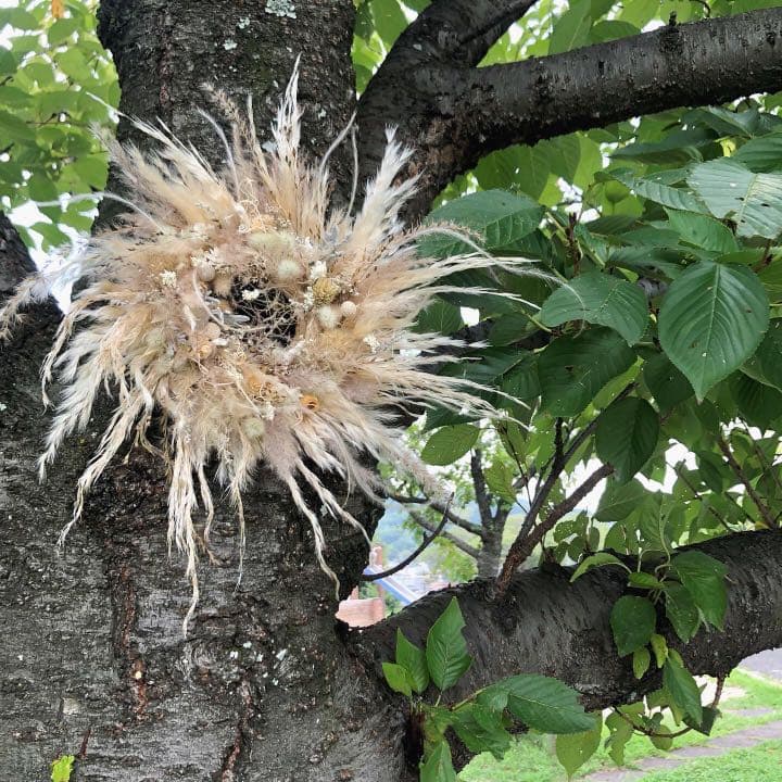 パンパスグラスリース