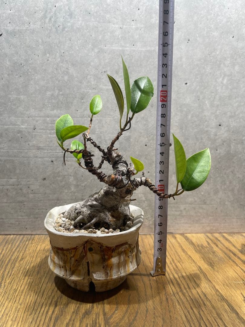 R*L様 ガジュマルミニ盆栽