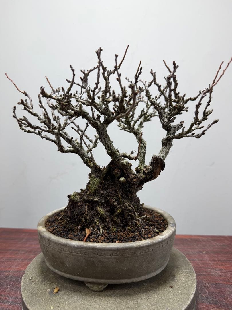 【ガチ盆栽】長寿梅　赤花　激古なり小サイズ　希少な一品