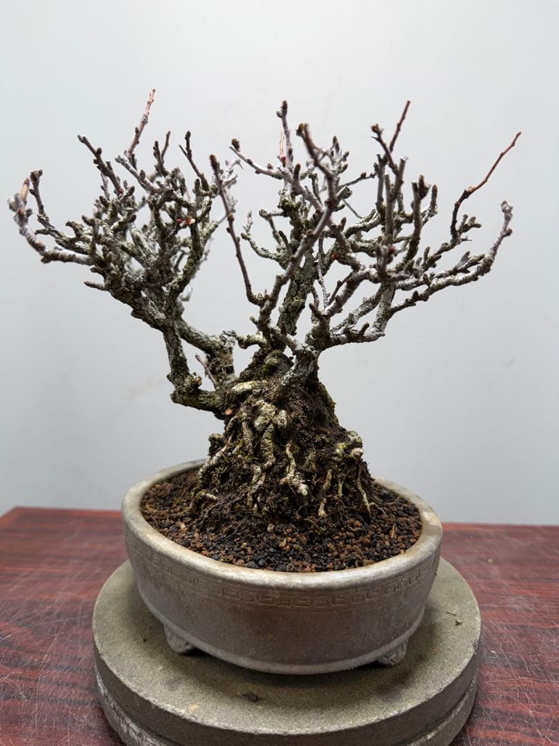 【ガチ盆栽】長寿梅　赤花　激古なり小サイズ　希少な一品