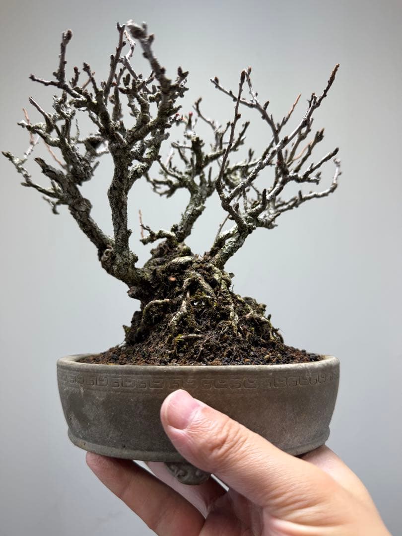 【ガチ盆栽】長寿梅　赤花　激古なり小サイズ　希少な一品