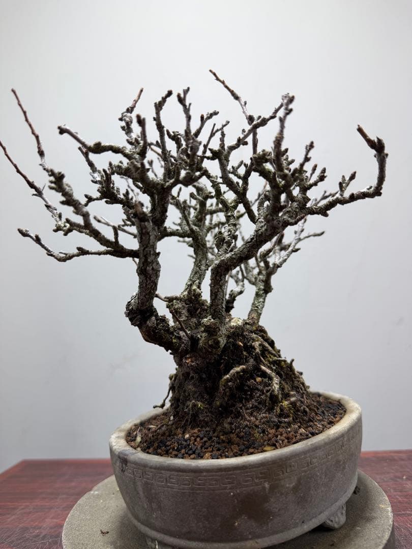 【ガチ盆栽】長寿梅　赤花　激古なり小サイズ　希少な一品