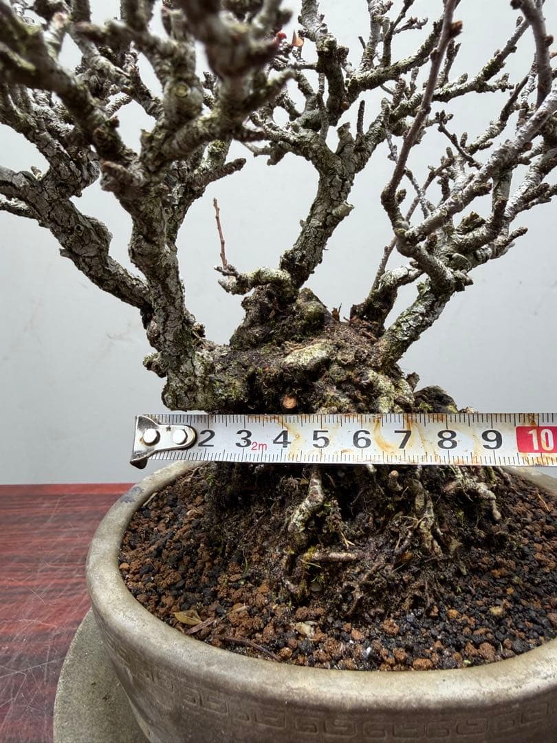 【ガチ盆栽】長寿梅　赤花　激古なり小サイズ　希少な一品