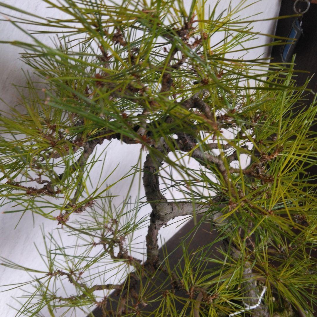 赤松文人盆栽　黒松盆栽、五葉松盆栽、しんぱく盆栽、さつき盆栽