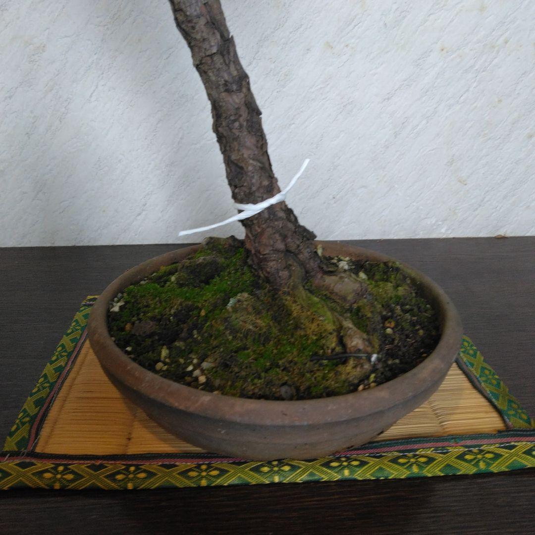 赤松文人盆栽　黒松盆栽、五葉松盆栽、しんぱく盆栽、さつき盆栽