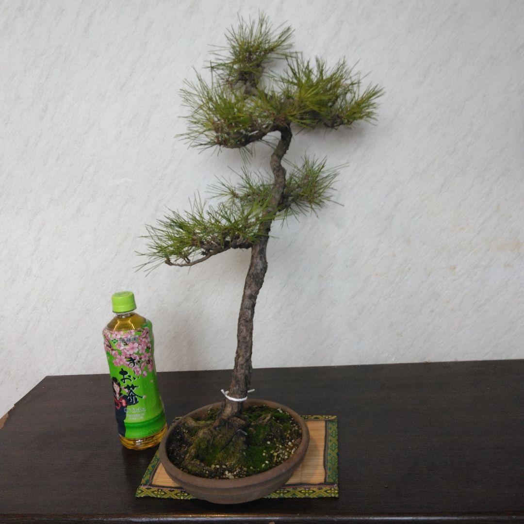 赤松文人盆栽　黒松盆栽、五葉松盆栽、しんぱく盆栽、さつき盆栽