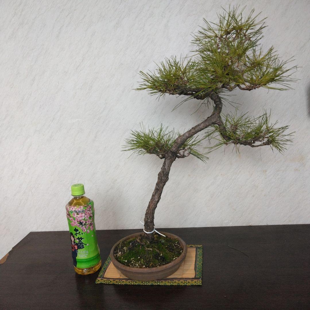 赤松文人盆栽　黒松盆栽、五葉松盆栽、しんぱく盆栽、さつき盆栽