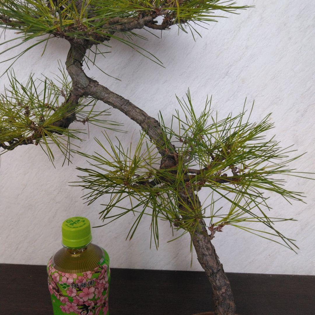 赤松文人盆栽　黒松盆栽、五葉松盆栽、しんぱく盆栽、さつき盆栽