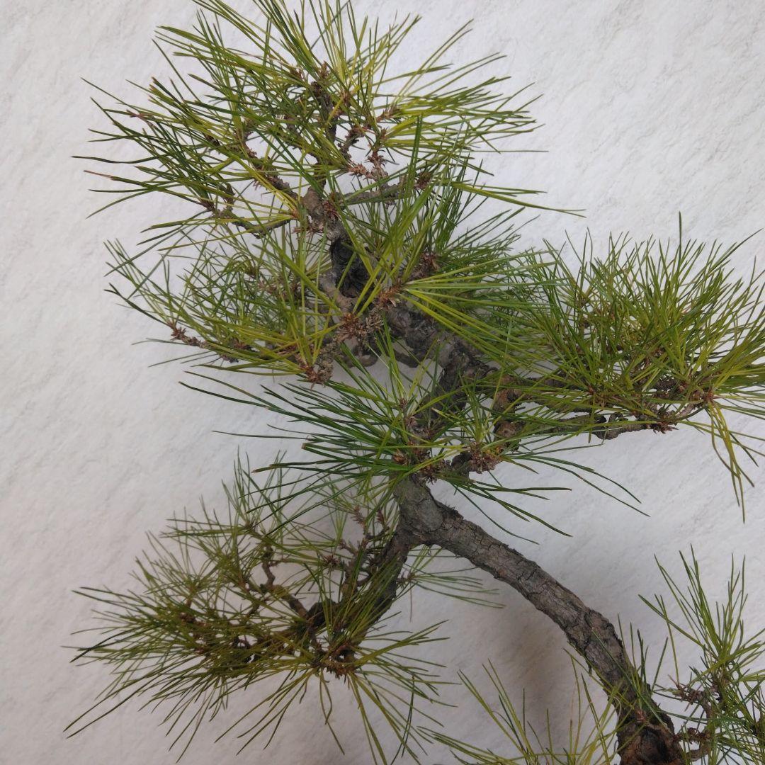 赤松文人盆栽　黒松盆栽、五葉松盆栽、しんぱく盆栽、さつき盆栽