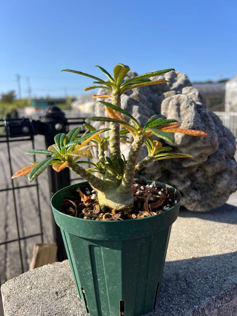 ドルステニアギガス　dorsteniagigas 沖縄実生株　2024塊根部極太