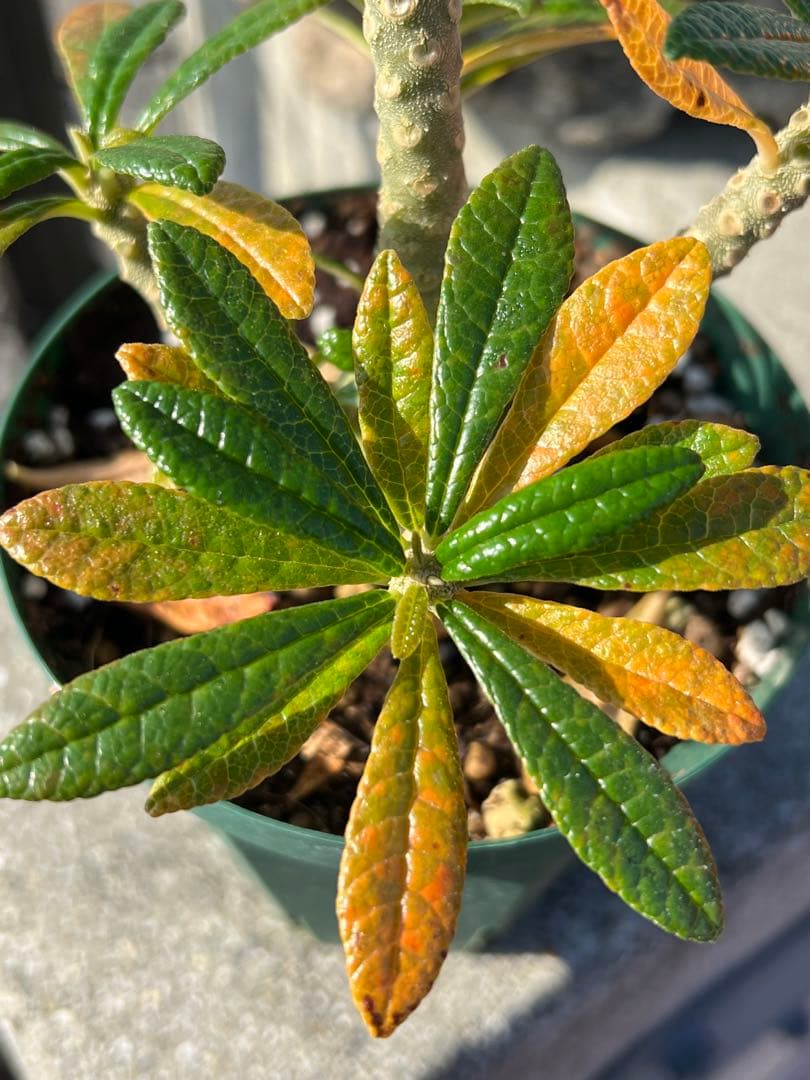 ドルステニアギガス　dorsteniagigas 沖縄実生株　2024塊根部極太