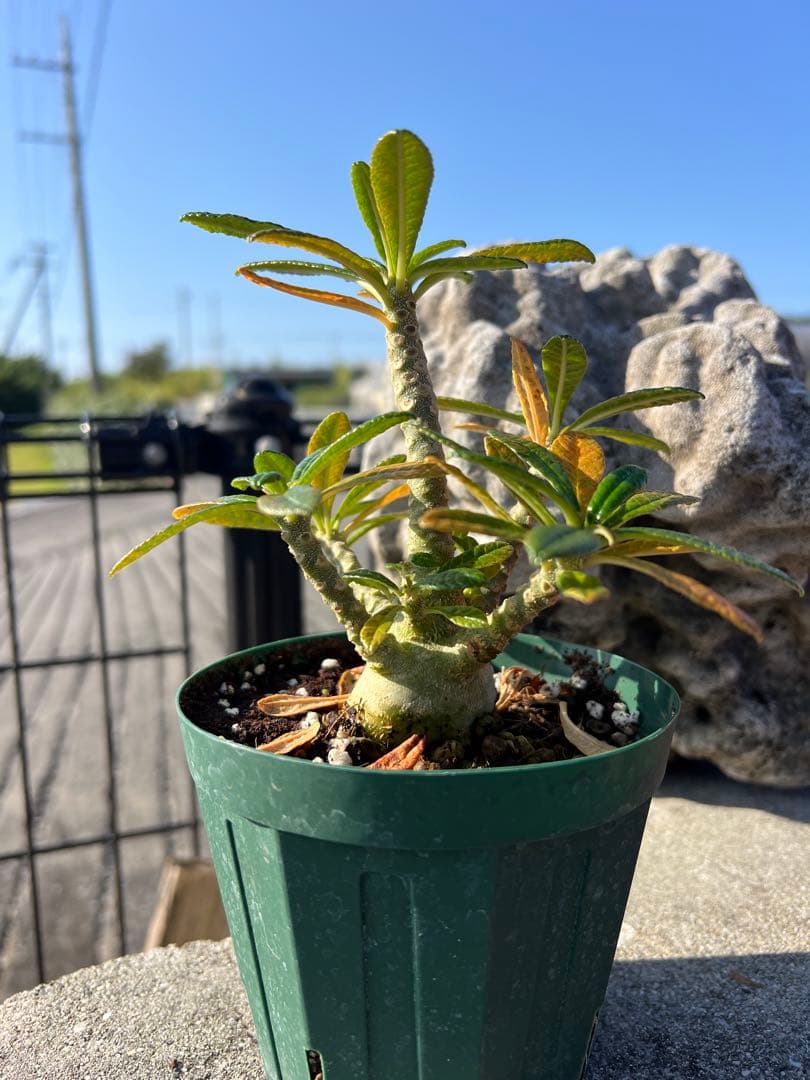 ドルステニアギガス　dorsteniagigas 沖縄実生株　2024塊根部極太