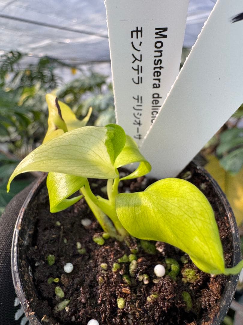 6 モンステラ　デリシオーサ　レオンライム　レモンライム