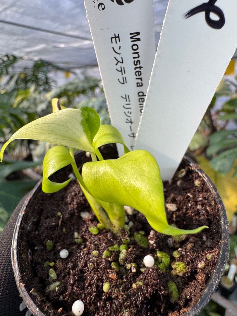 6 モンステラ　デリシオーサ　レオンライム　レモンライム