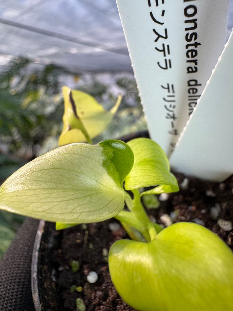 6 モンステラ　デリシオーサ　レオンライム　レモンライム