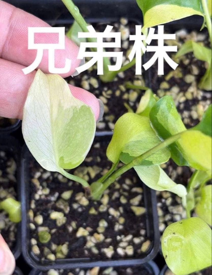 6 モンステラ　デリシオーサ　レオンライム　レモンライム