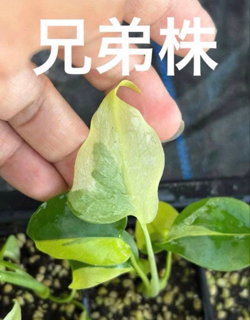 6 モンステラ　デリシオーサ　レオンライム　レモンライム