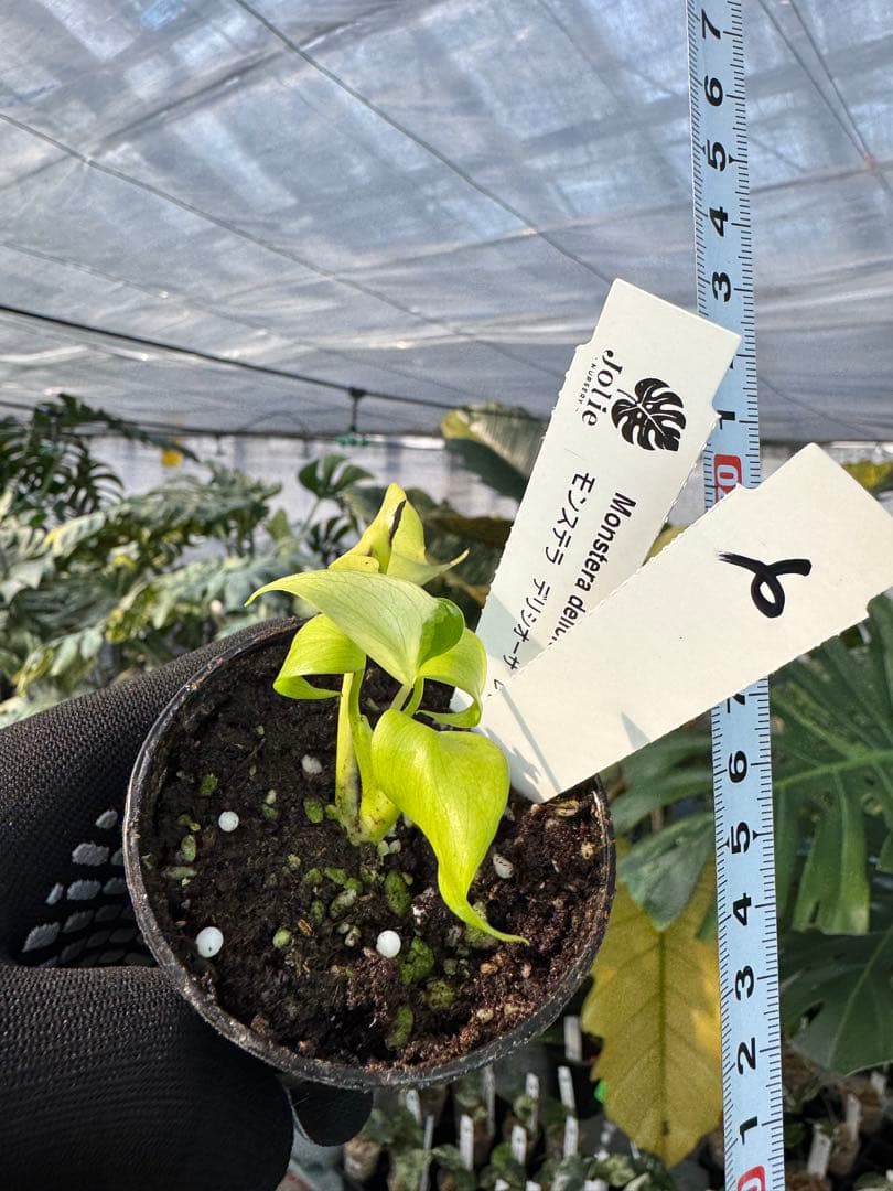 6 モンステラ　デリシオーサ　レオンライム　レモンライム