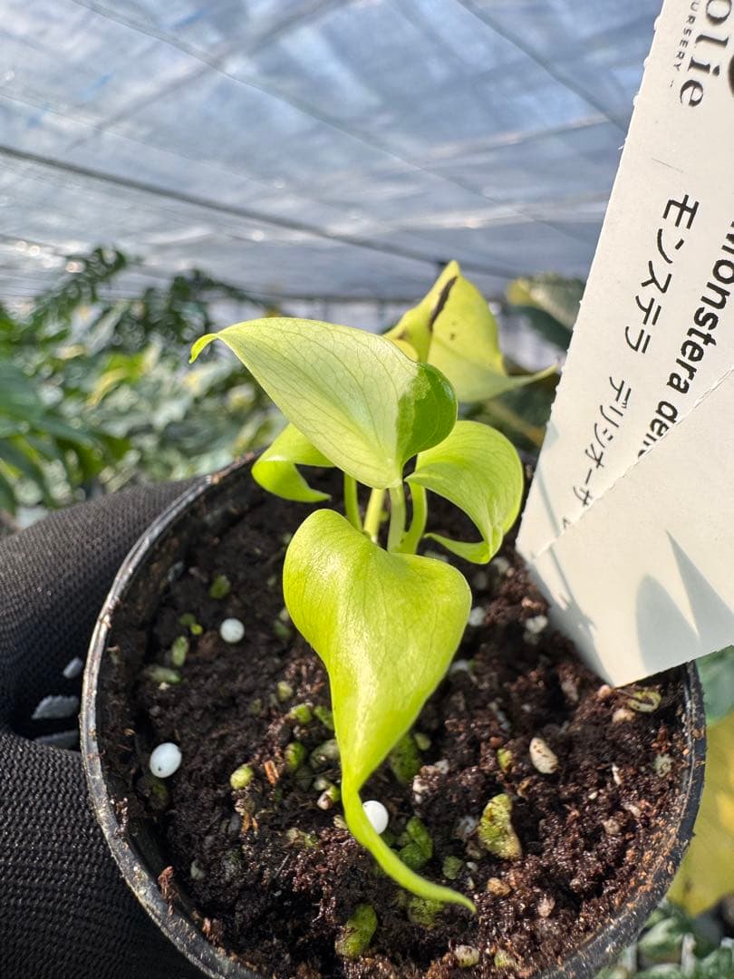 6 モンステラ　デリシオーサ　レオンライム　レモンライム