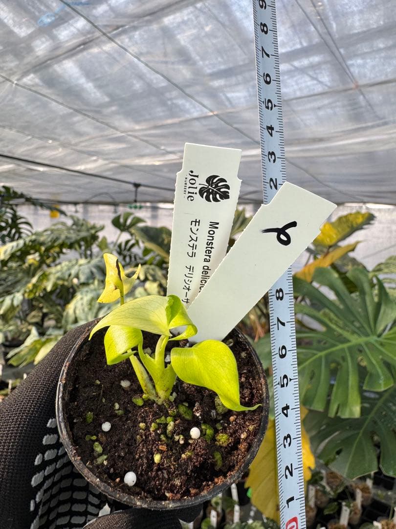 6 モンステラ　デリシオーサ　レオンライム　レモンライム