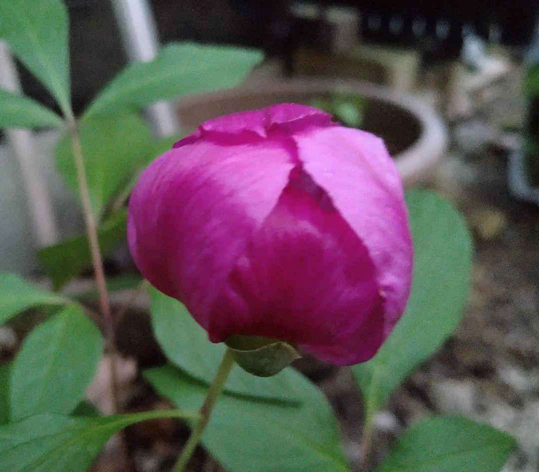 山野草 濃色紅花ヤマシャクヤク（津軽紅）、実生3年生、1株。ワイン