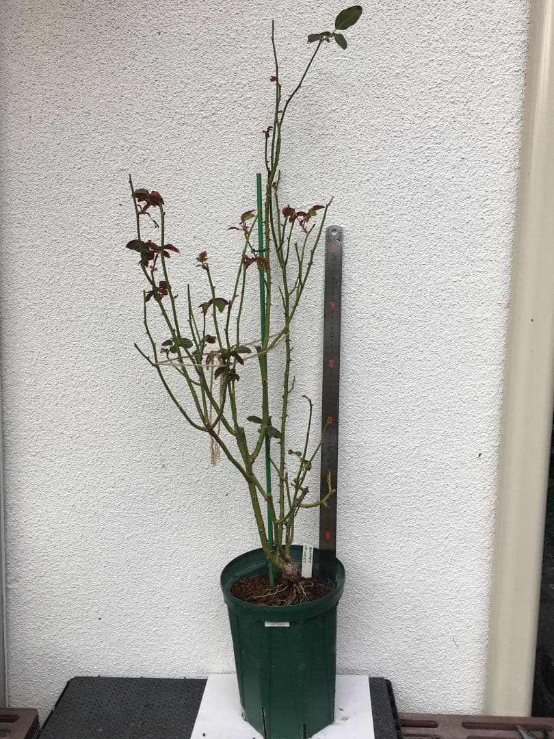 バラ苗　海外切り花品種　接木