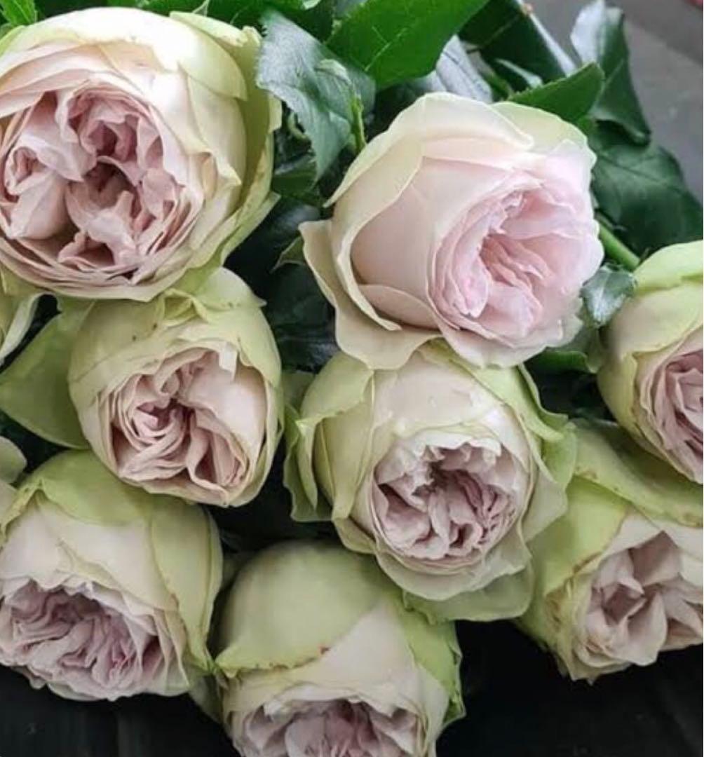 バラ苗　海外切り花品種　接木