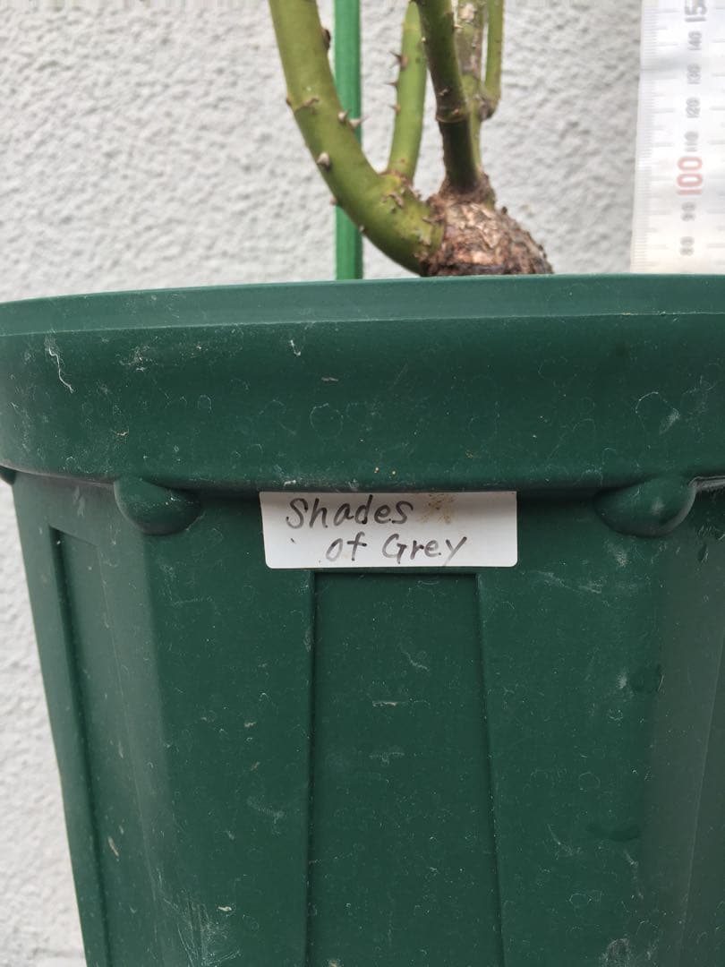 バラ苗　海外切り花品種　接木