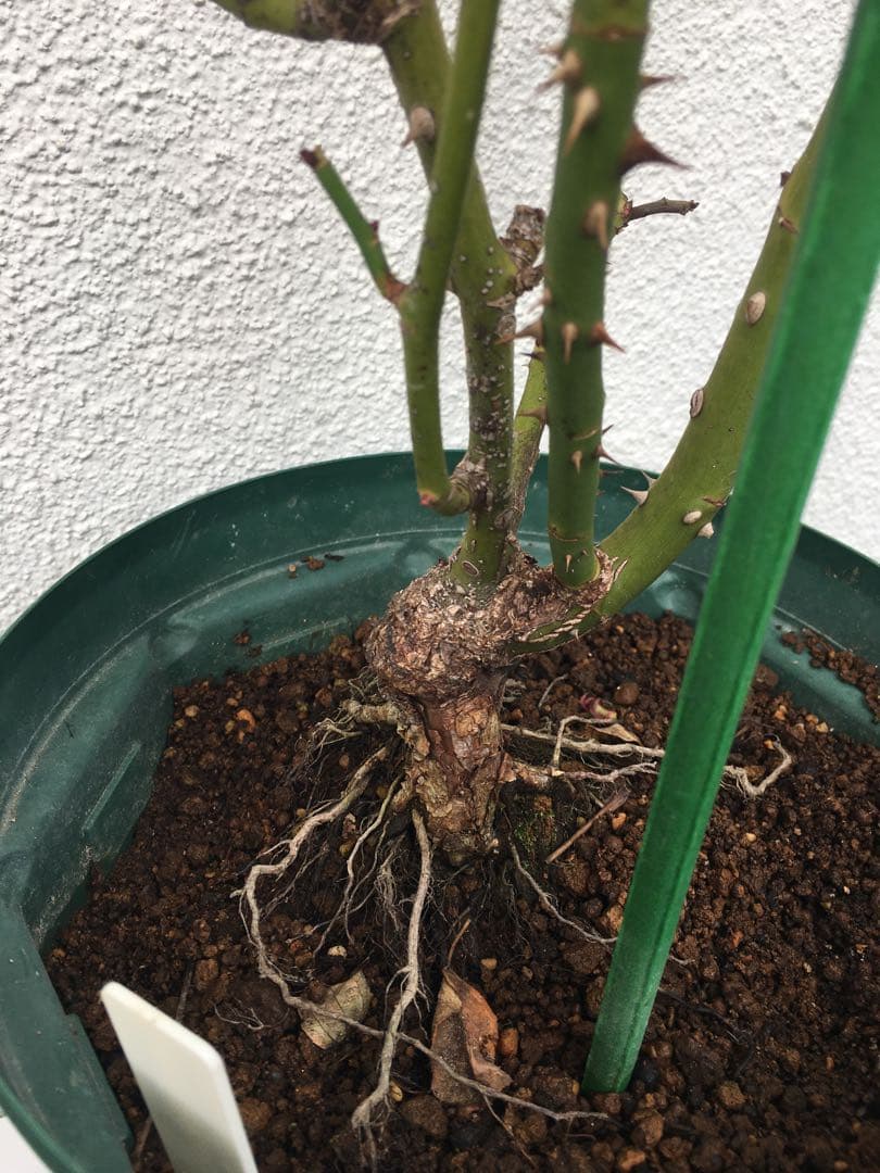 バラ苗　海外切り花品種　接木