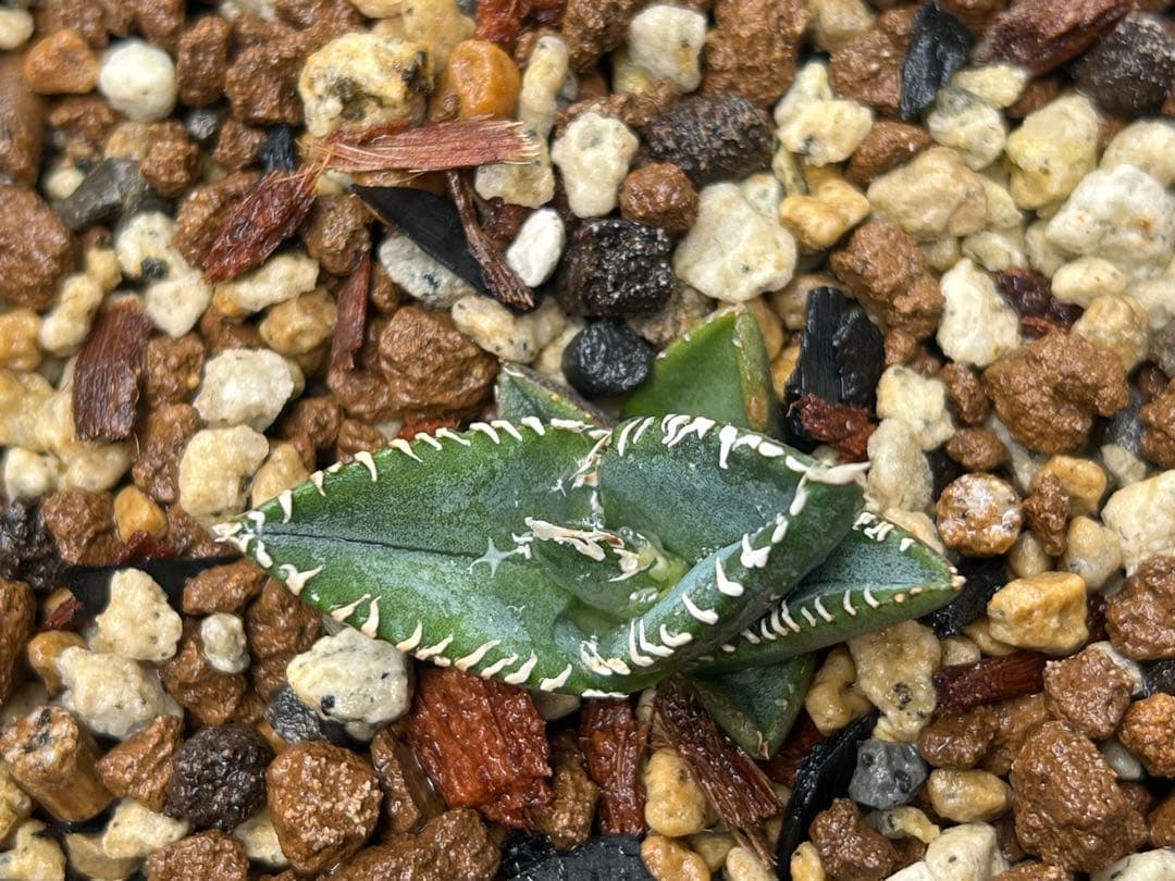 アガベ　チタノタ　コブラ　眼鏡蛇　子株