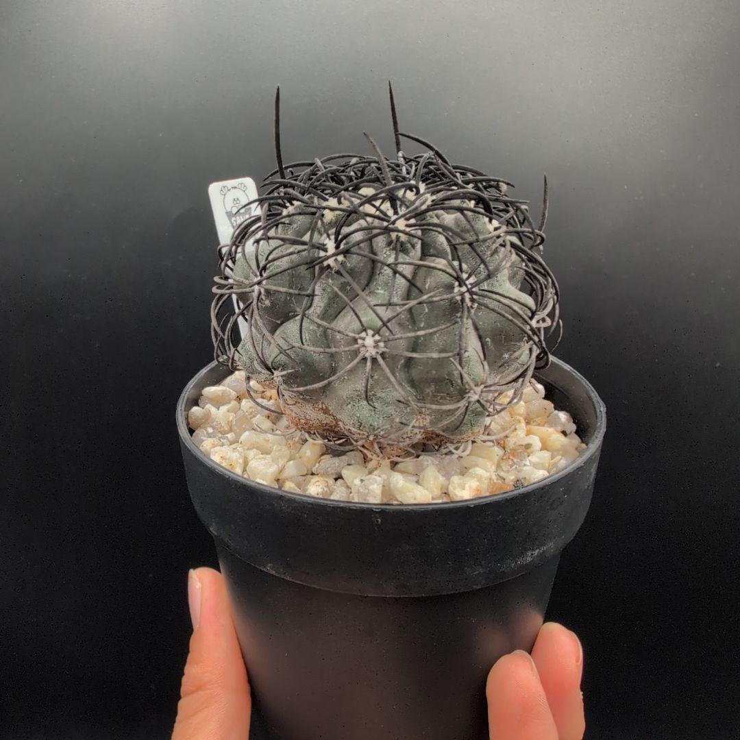 ハ*チ様 グリセオビオラセア 鉢植え メルカリ便送料込み