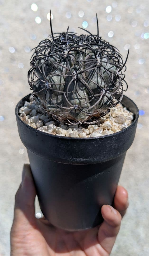 ハ*チ様 グリセオビオラセア 鉢植え メルカリ便送料込み