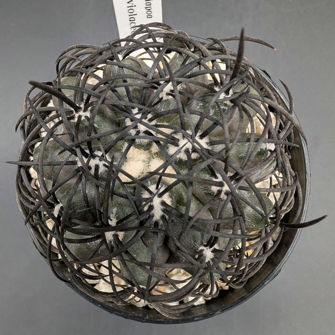 ハ*チ様 グリセオビオラセア 鉢植え メルカリ便送料込み