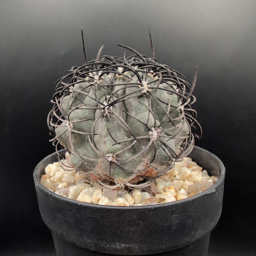 ハ*チ様 グリセオビオラセア 鉢植え メルカリ便送料込み