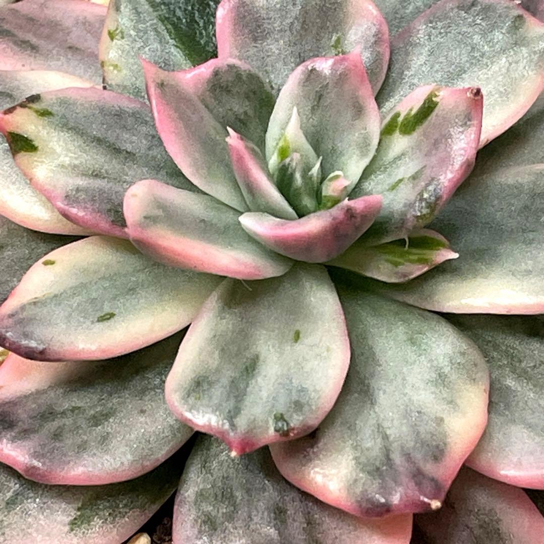 インドネシアから直輸入！　高中品種！　超美苗　ブラックピンクプリンス錦　速達付