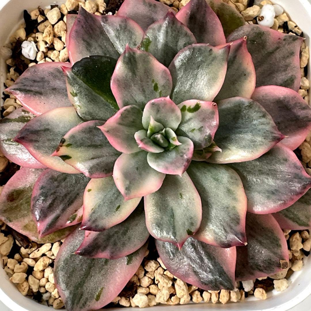 インドネシアから直輸入！　高中品種！　超美苗　ブラックピンクプリンス錦　速達付