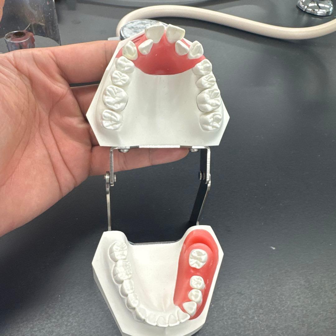 タイポドント模型　未使用