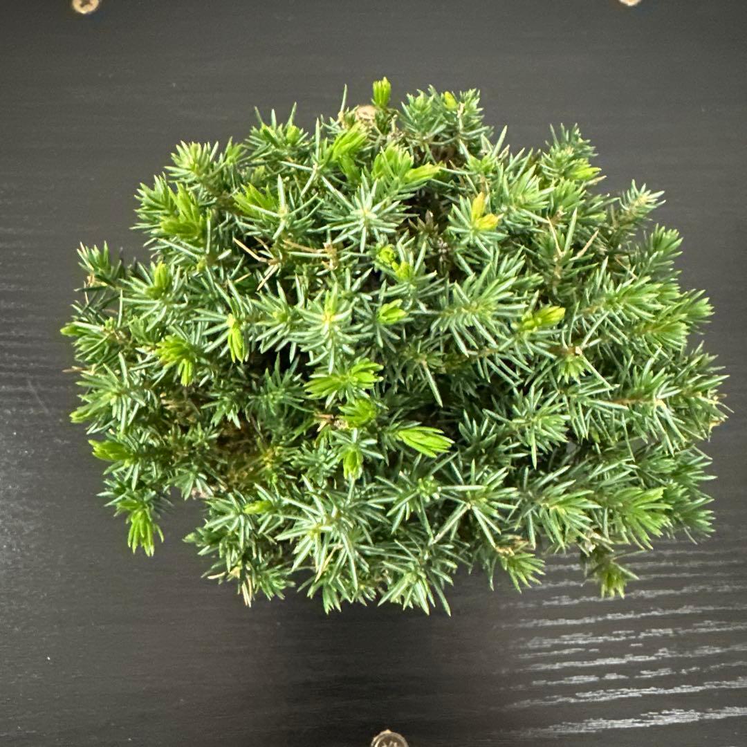 八房杜松　ミニ盆栽