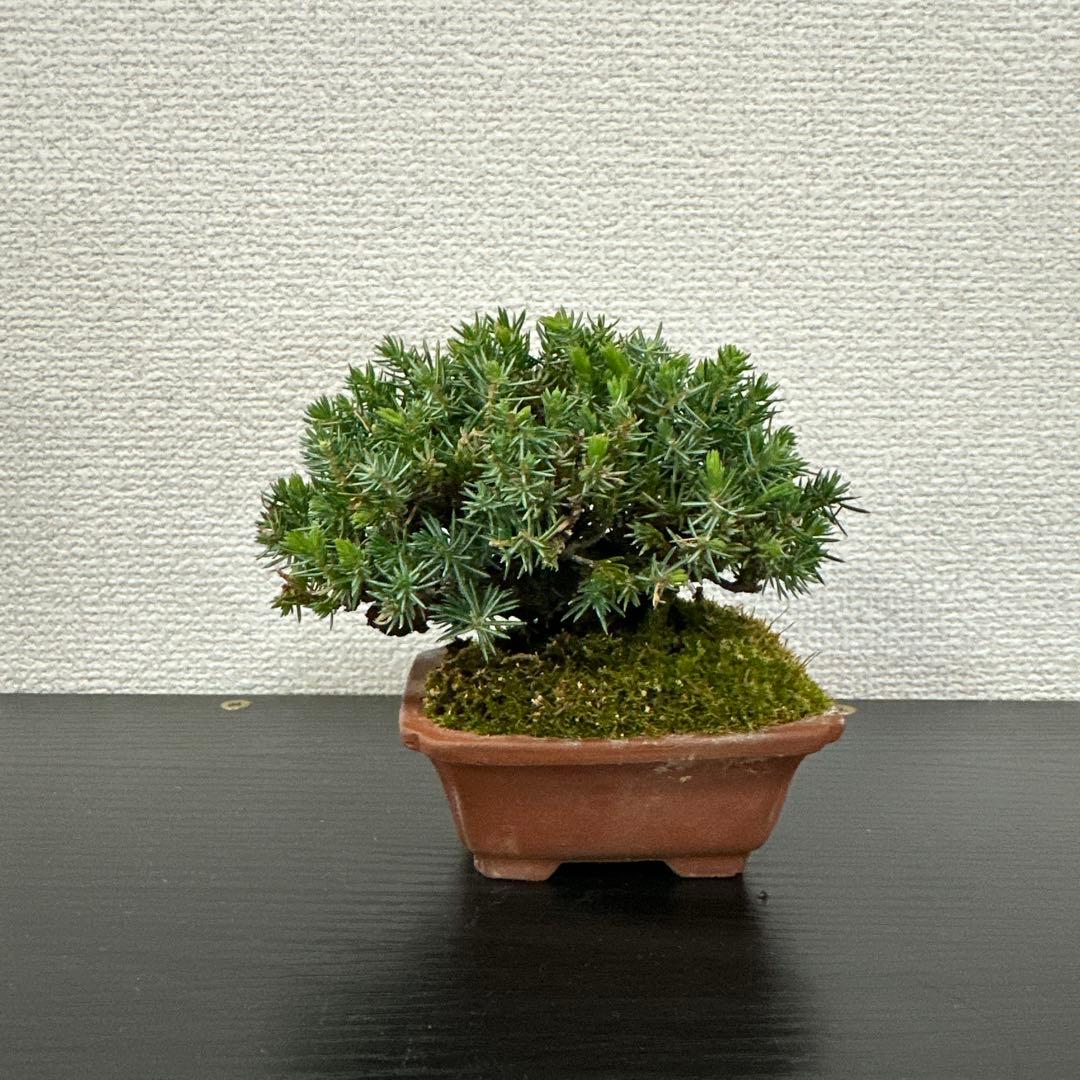 八房杜松　ミニ盆栽