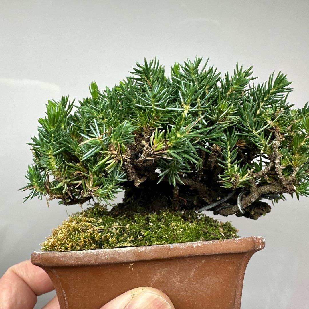 八房杜松　ミニ盆栽