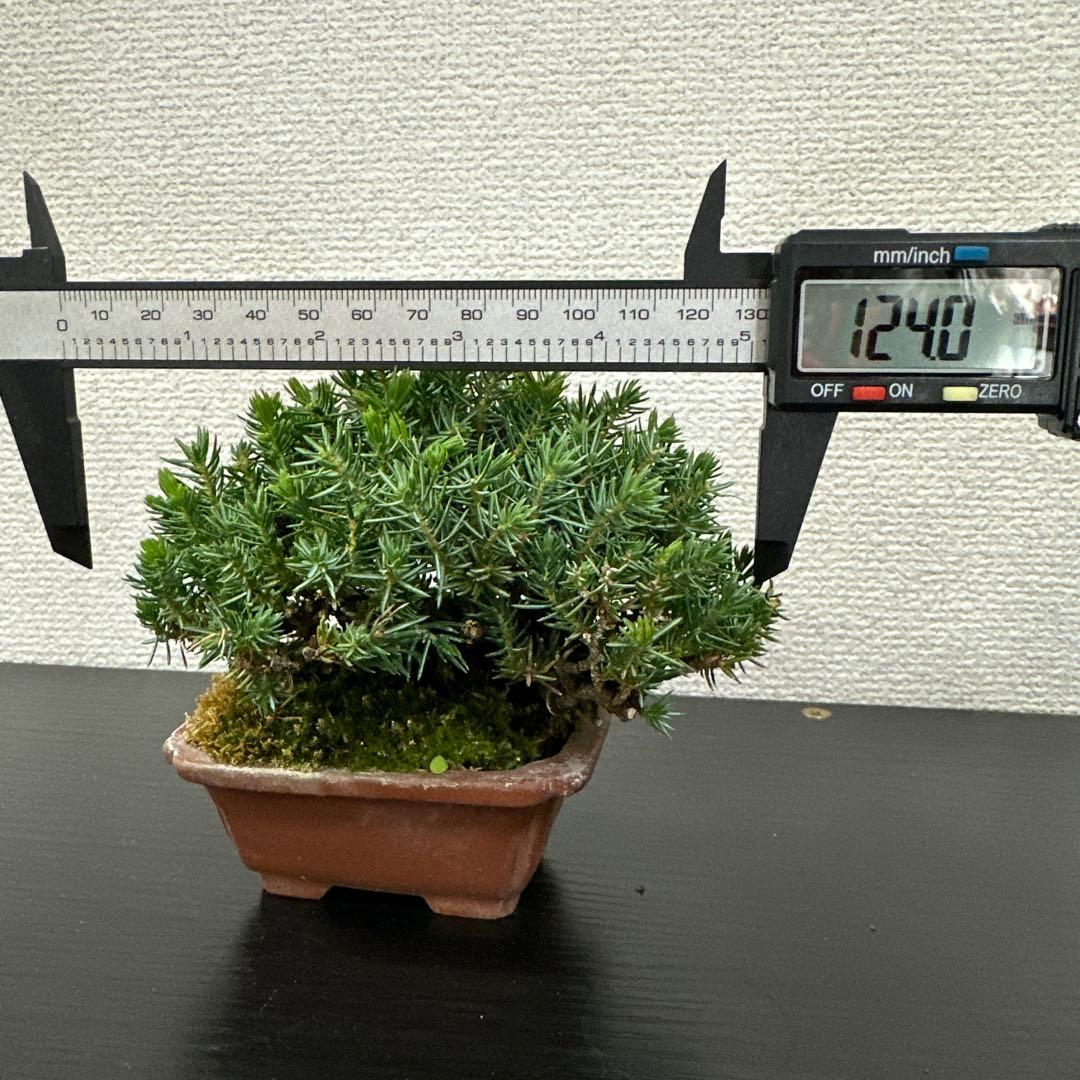 八房杜松　ミニ盆栽