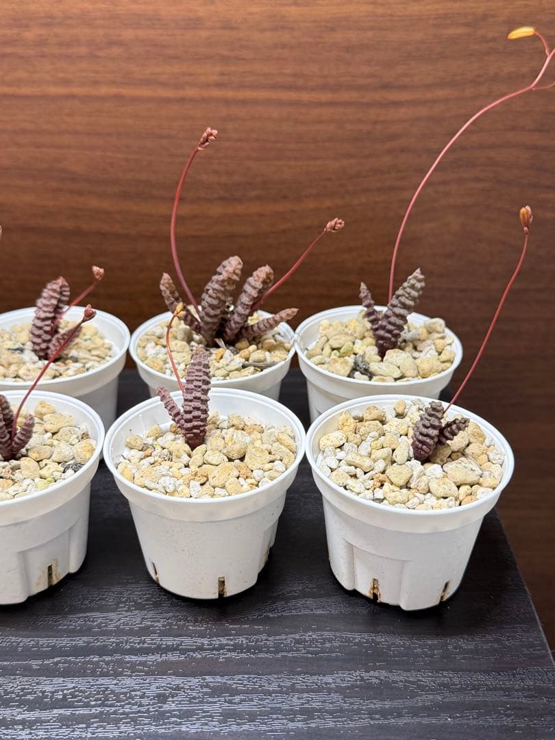 【特価】Bulbine Bruynsiiブルビネブルインシー 10株 つくし玉