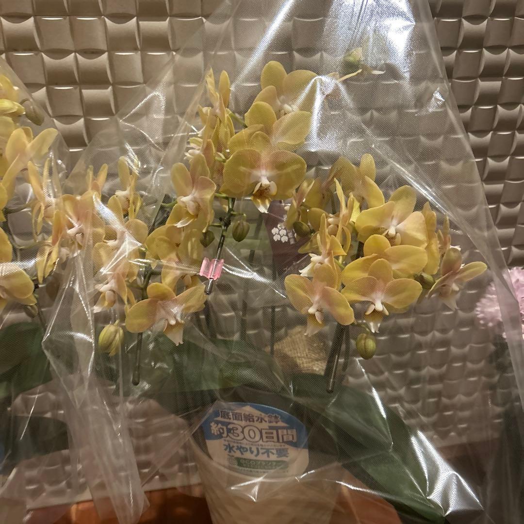 胡蝶蘭　ゴールデンマンボ　6．0寸鉢　2鉢価格