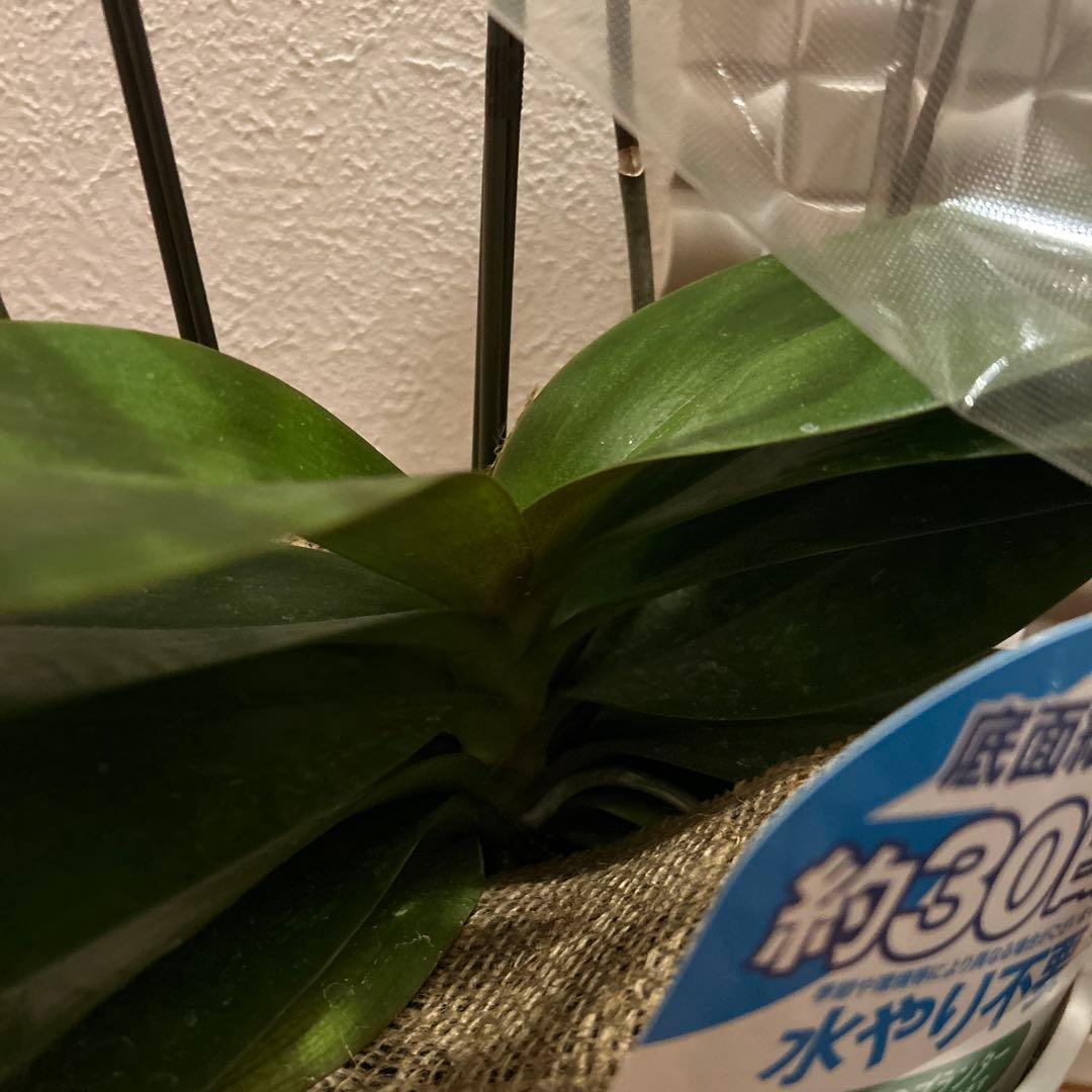 胡蝶蘭　ゴールデンマンボ　6．0寸鉢　2鉢価格