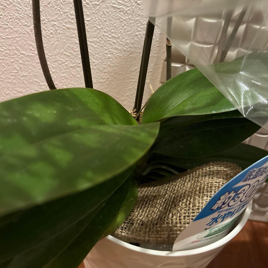 胡蝶蘭　ゴールデンマンボ　6．0寸鉢　2鉢価格