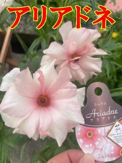 早い者勝ち　ラナンキュラス　ラックス　全6種類　　5号　　大苗